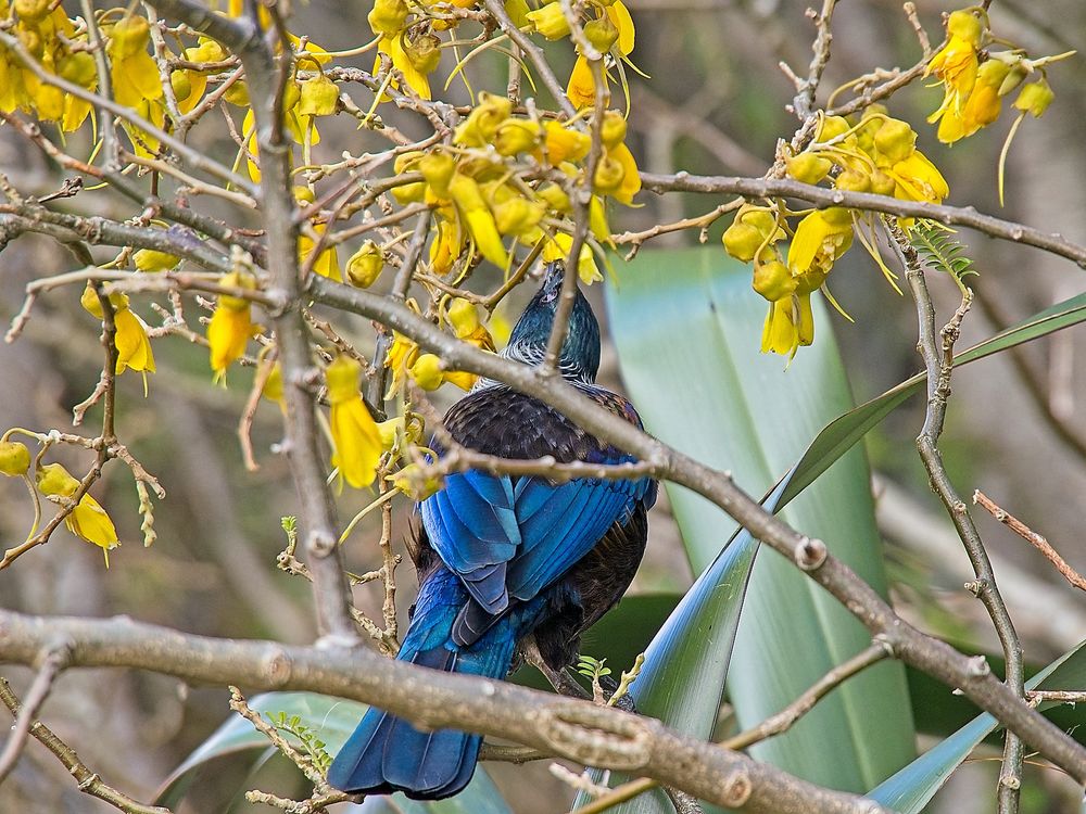 Tuuii perched in a small kowhai, head angled up to sip from a hanging flower.