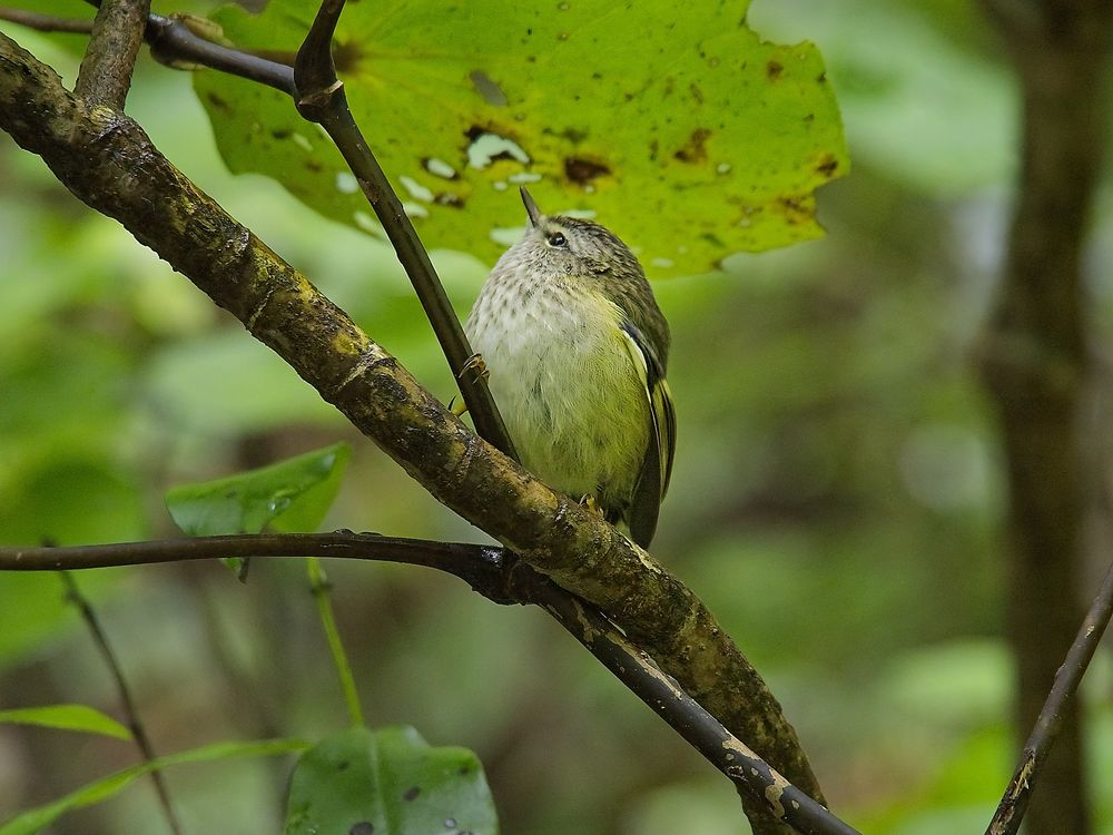 Close up of a teeny tiny (like the size of two bumblebees) tītipounamu.