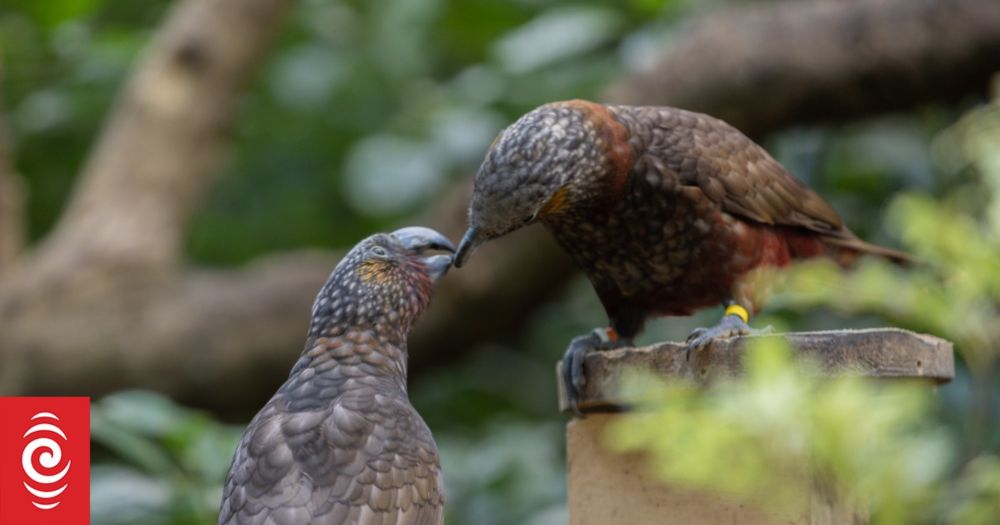 Wellington's native bird numbers continue to soar