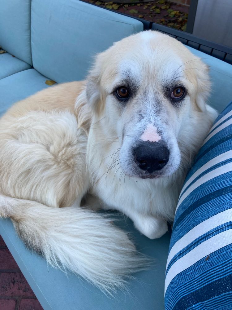 A large fluffy tan and white Pyrenees mix sits on an outdoor couch. He is curled up in a ball looking at the camera.
