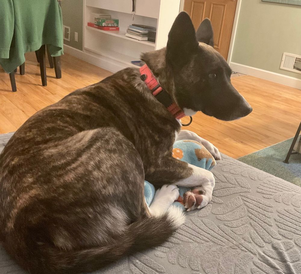 A medium size brindle cattle dog mix with white paws and a white tip tail sits on the couch. She looks slightly apprehensive, but she is laying down.