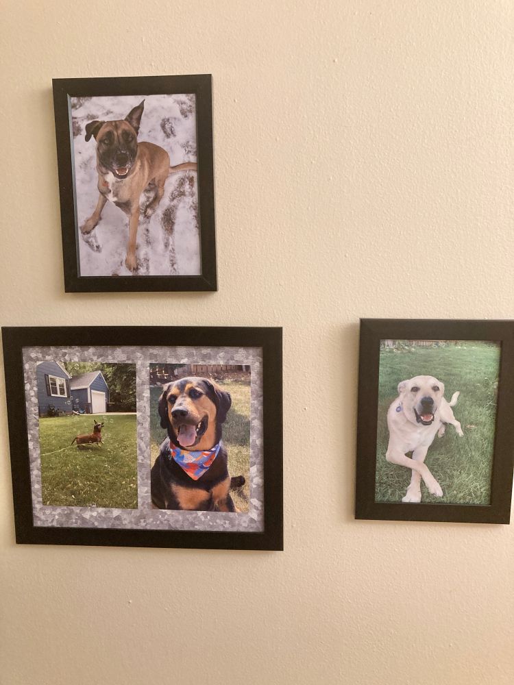A tan wall with three black frames. On top is a picture of a large tan mastiff mix with a black snoot sitting in the snow. one ear is up and one ear down, and she has a happy smile on her face. There is also a picture of a yellow lab mix lying in the grass with his paws crossed all fancy like. there’s another frame with two pictures in it. One is of a large black and tan hound, wearing a summer bandanna and a big smile on his face. The other picture is not a foster dog, but my aunt and uncle‘s mini dachshund. She is running in the grass and chasing bubbles.