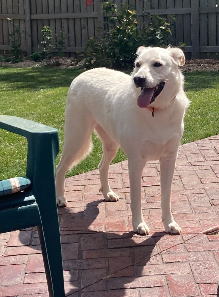 A large white Pyrenees mix stands on a patio. She is panting.