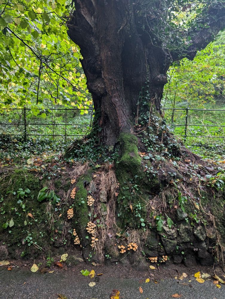 A giant lime tree on a field hedge, with mushrooms and ivy growing along the stonework.