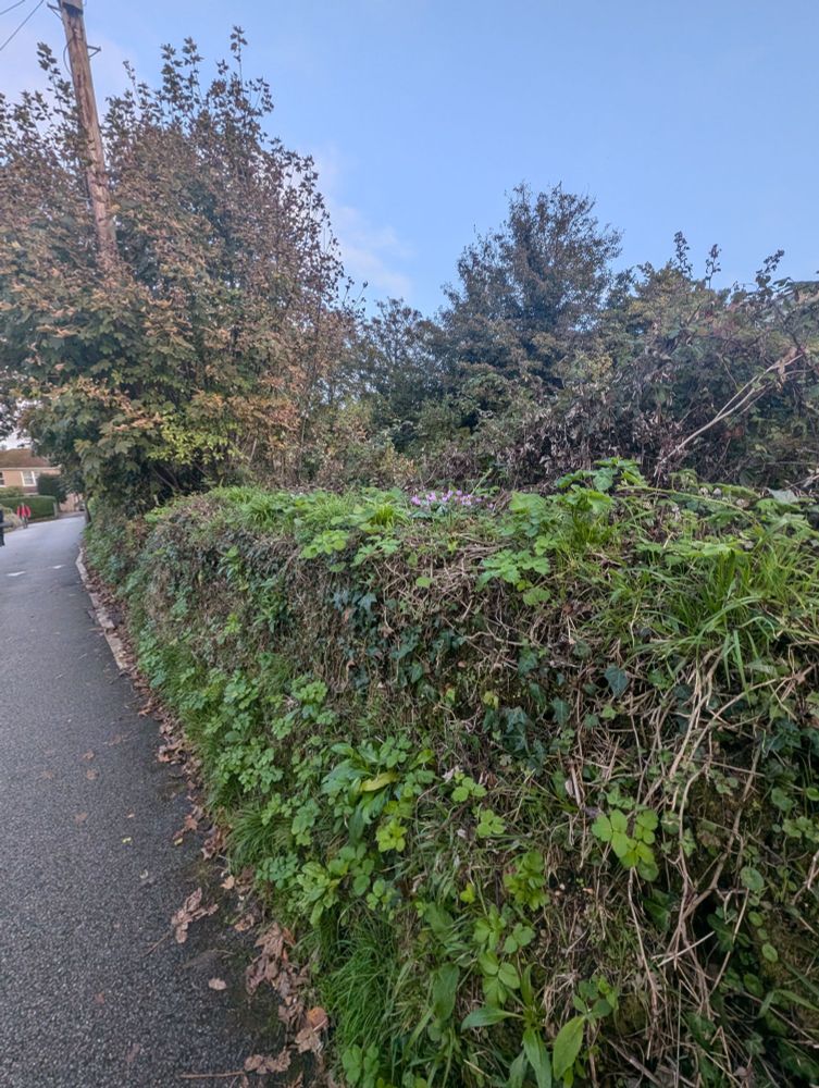 A Cornish Field Hedge hidden under grass, moss, and ivy behind Falmouth University's Falmouth campus. The hedge runs along the local train track.