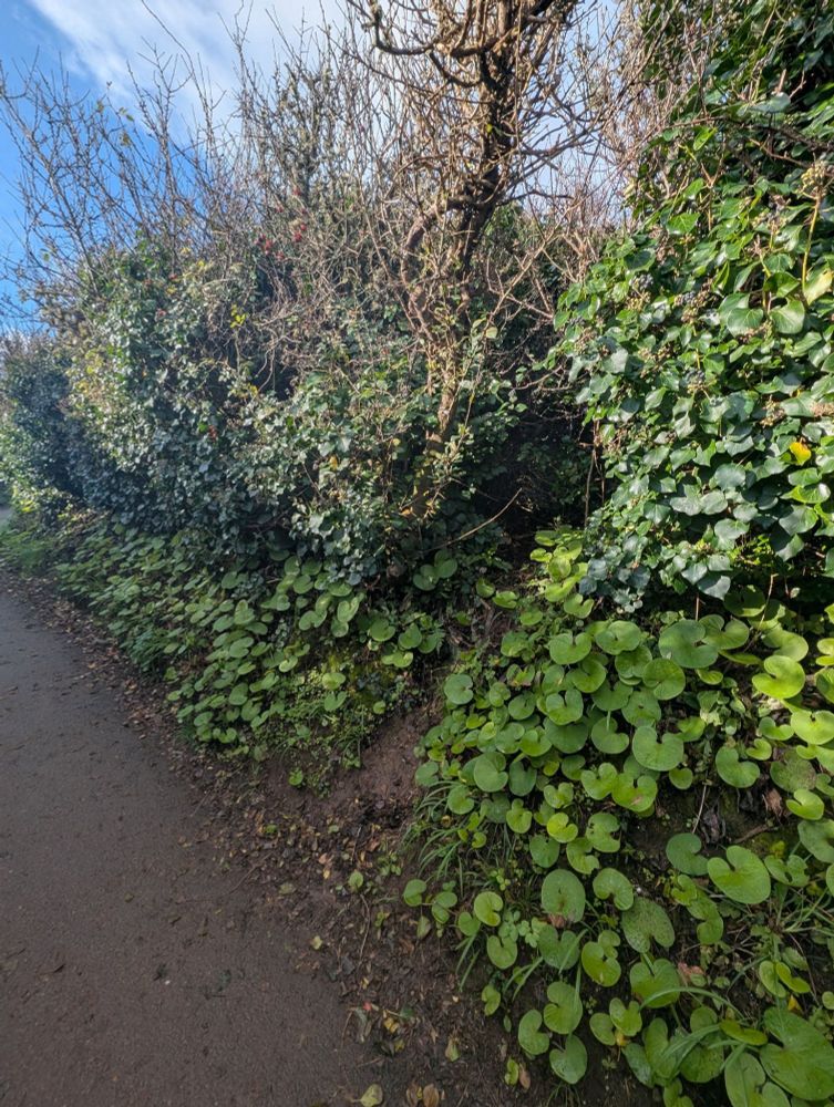 The hedge running along the Gylly-Swanpool coastal path hosts many plant species. You can also spot trails made by foxes, badgers, and other small animals that live in our pass through the hedges.