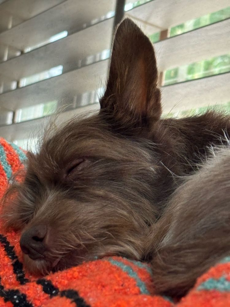 Small brown dog sleeping with his tongue hanging out ever so slightly