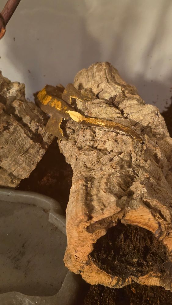 A crested gecko turned around caked in dirt on top of a cork log