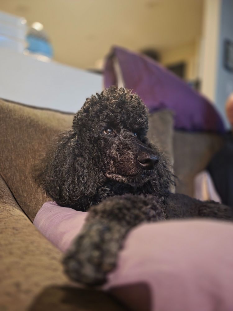 a black standard poodle (about 2 week post-groom) sits on a grey couch and rests his paw on a purple pillow. he is watching reality TV, like a true diva.