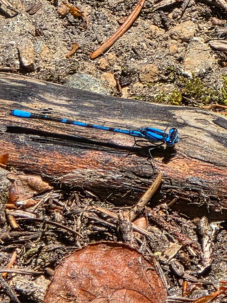 𝘌𝘯𝘢𝘭𝘭𝘢𝘨𝘮𝘢 sp., likely Northern Bluet. On a stick!