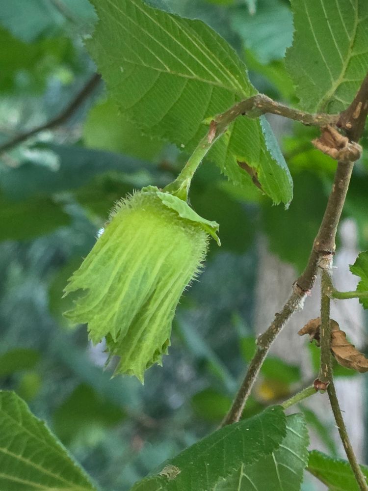 A closeup of a hazelnut. It is hiding inside a pale green husk. A few hazel leaves and twigs are in the background.