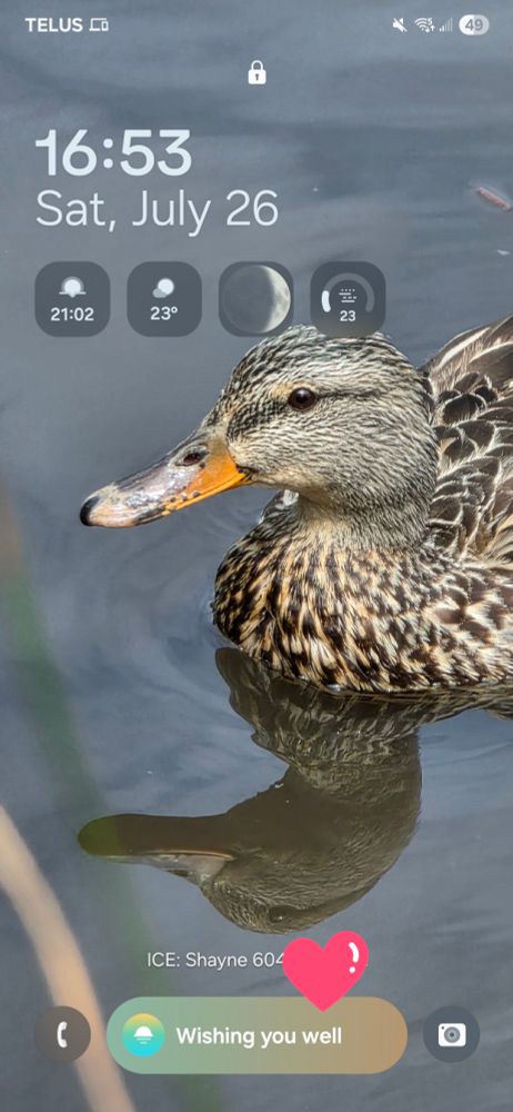 A lock screen of my phone, showing a background photo of a female mallard. The time is in 24-hr format, and I have little icons showing sunset, current weather, moon phase, and air quality I think? 