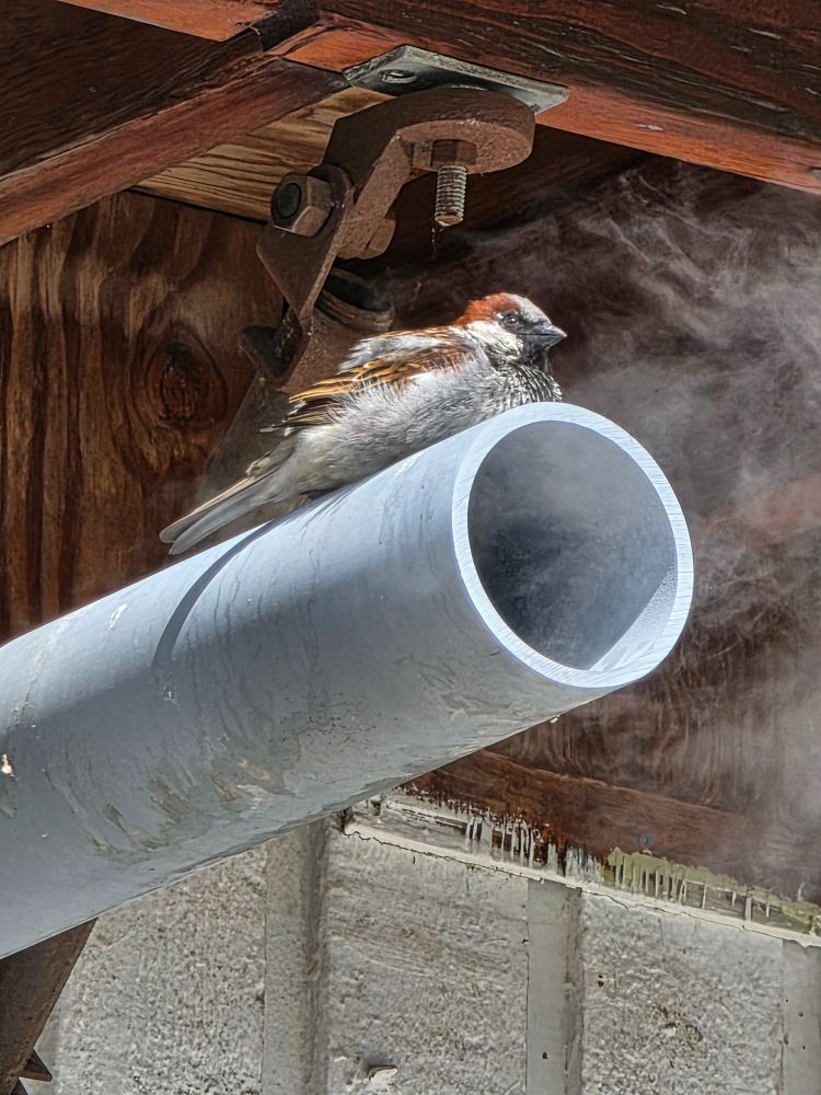 A really cute House Sparrow perched on a white pipe with steam coming out of the end. The bird is fluffy and has a cute snoot. 