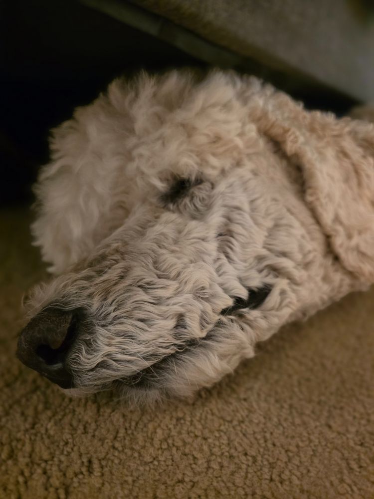 A close-up of a white Standard Poodle's face. His hair is growing out from his last face shave, and he's getting it done again next week. He has a cute snoot and slight apricot colouring on his ears. He is laying on a beige carpet, and his head is partially underneath a grey bedframe. 