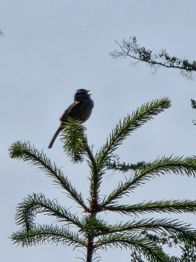 A White-crowned Sparrow singing its head off on a tree top.
