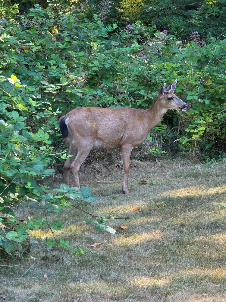 Columbian Black-tailed Deer (𝘖𝘥𝘰𝘤𝘰𝘪𝘭𝘦𝘶𝘴 𝘩𝘦𝘮𝘪𝘰𝘯𝘶𝘴 𝘤𝘰𝘭𝘶𝘮𝘣𝘪𝘢𝘯𝘶𝘴) standing in front of a Himalayan Blackberry thicket. She has a nice black tail. 