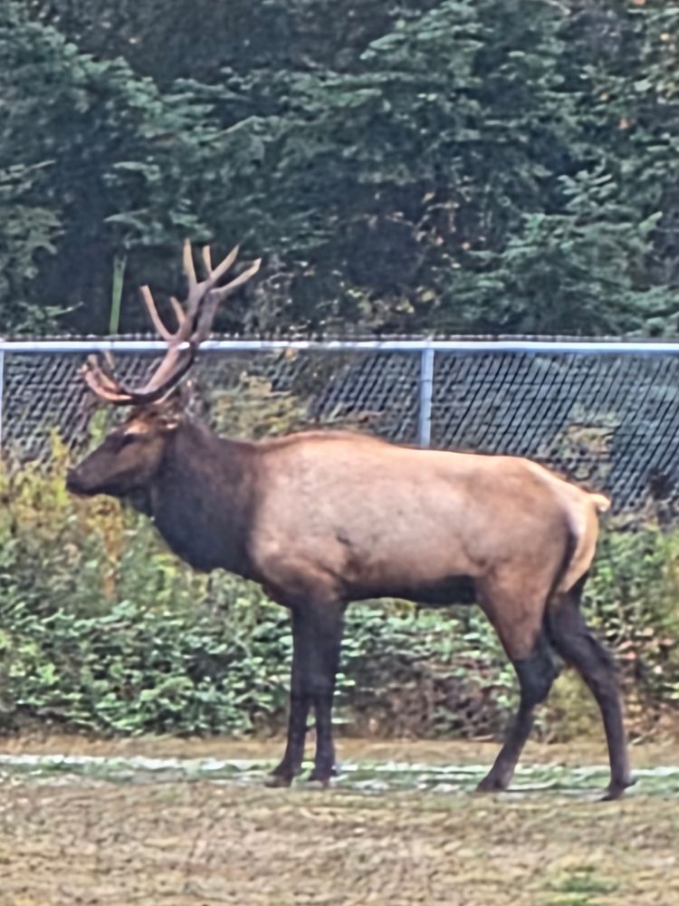Check out this rack. Adult male elk standing in front of a fence. 