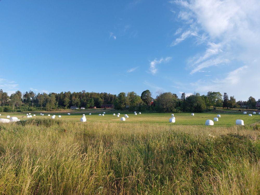 A field in the Swedish countryside