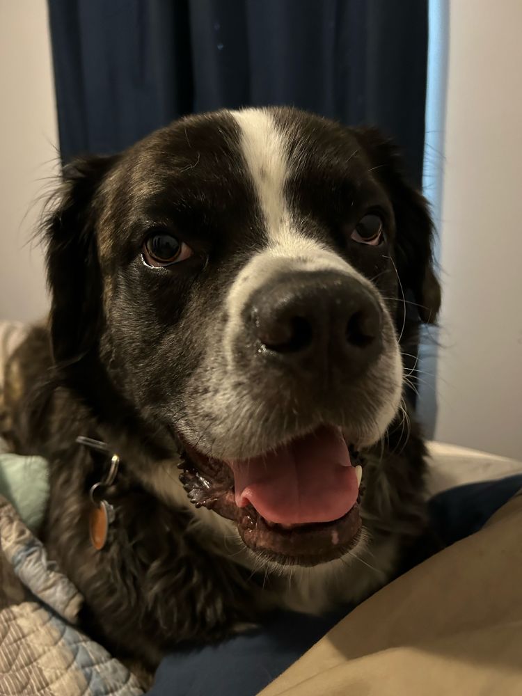 Percy, a brindle St. Bernard-mix, looks at the camera innocently. 