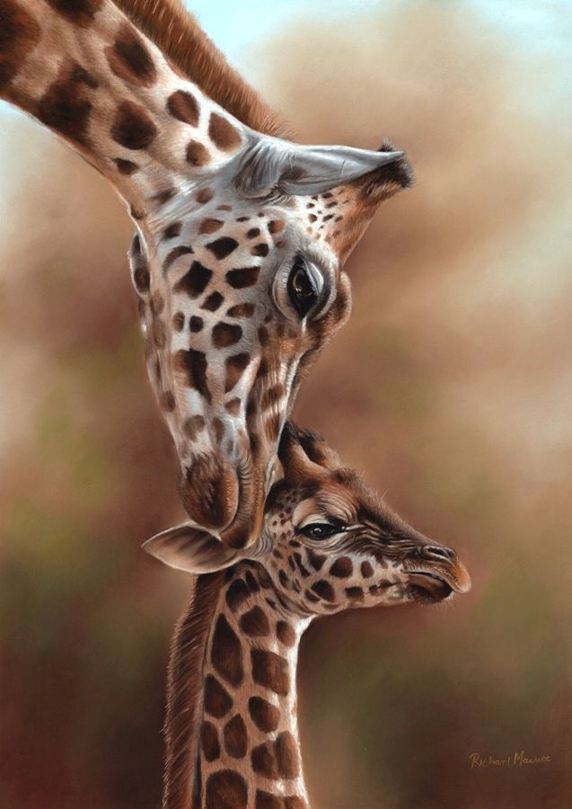 giraffe