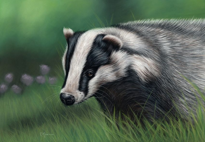 badger