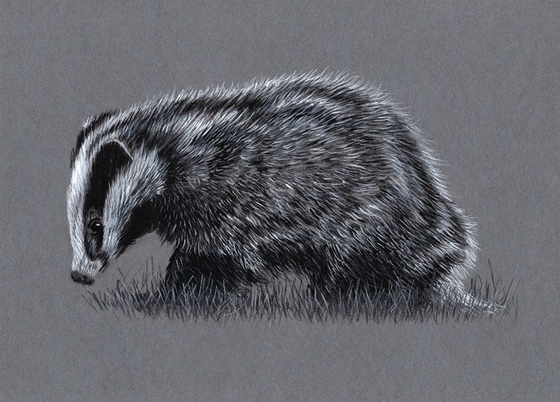 badger