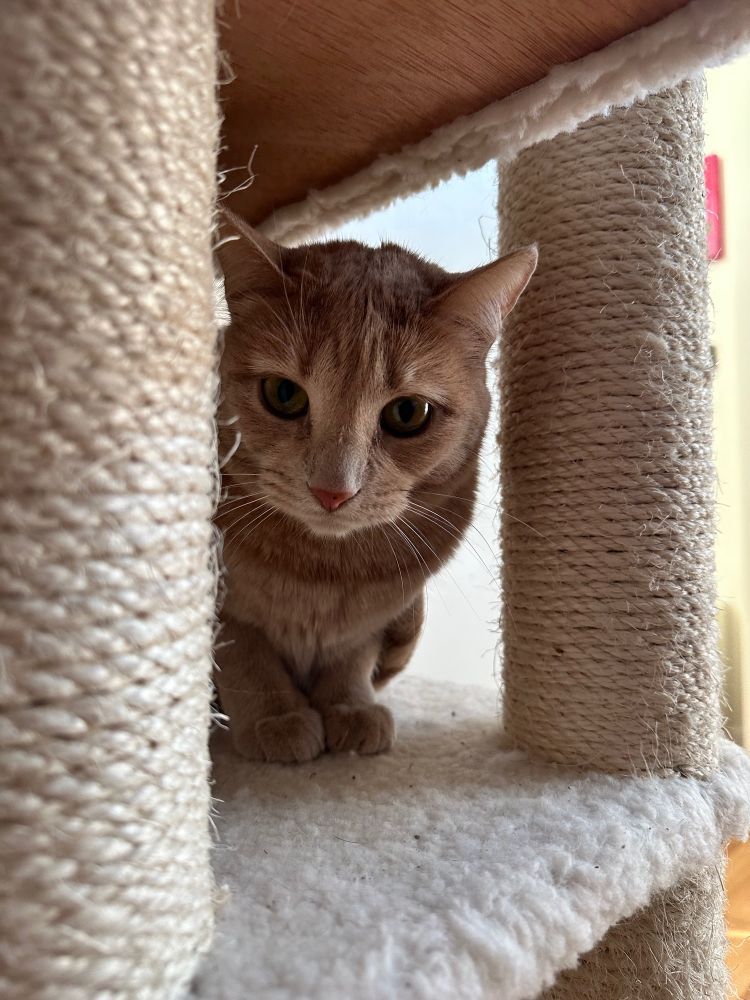 Photo of an orange cat sitting on a tan cat tower with two columns of woven rope on each side. 