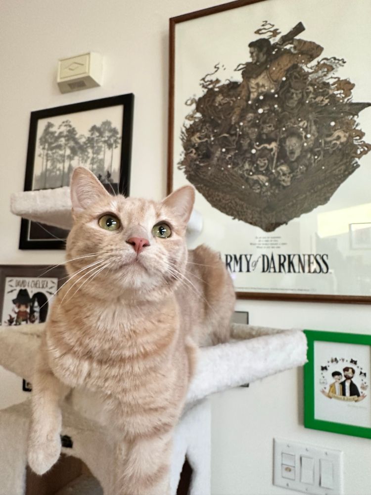 Photo of a light orange cat on a tan cat tower with a poster of army of darkness on the wall in the background