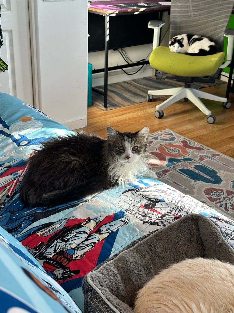 Photo of a white and grey cat sitting on an Empire Strikes Back comforter with a green office chair in the background with a black and white cat sitting in it