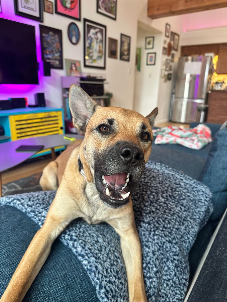 Photo of a large brown dog with his mouth open and looking directly into the camera while sitting on a grey blanket on a blue couch with an open concept room in the background. 