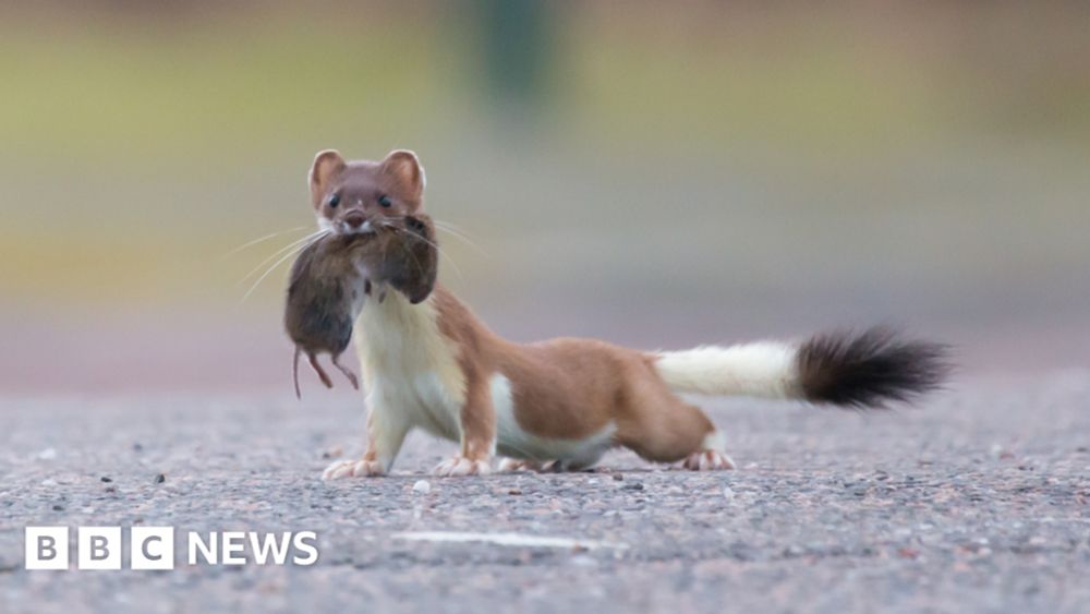 Orkney project granted extra £4m to remove stoats