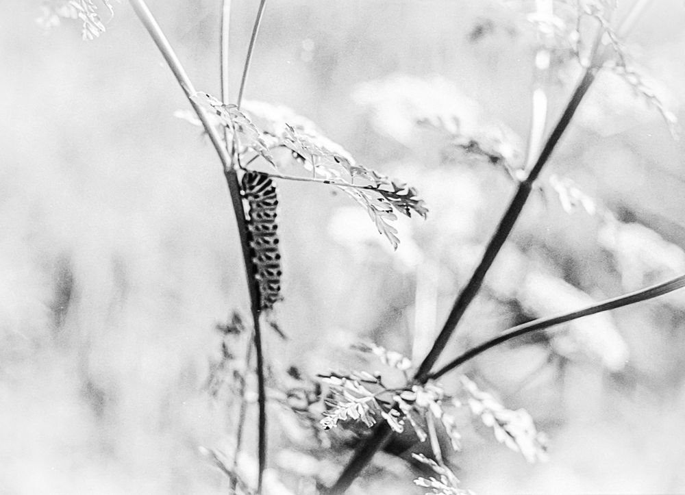 A swallowtail caterpillar feeding on bronze fennel in the pollinator garden.