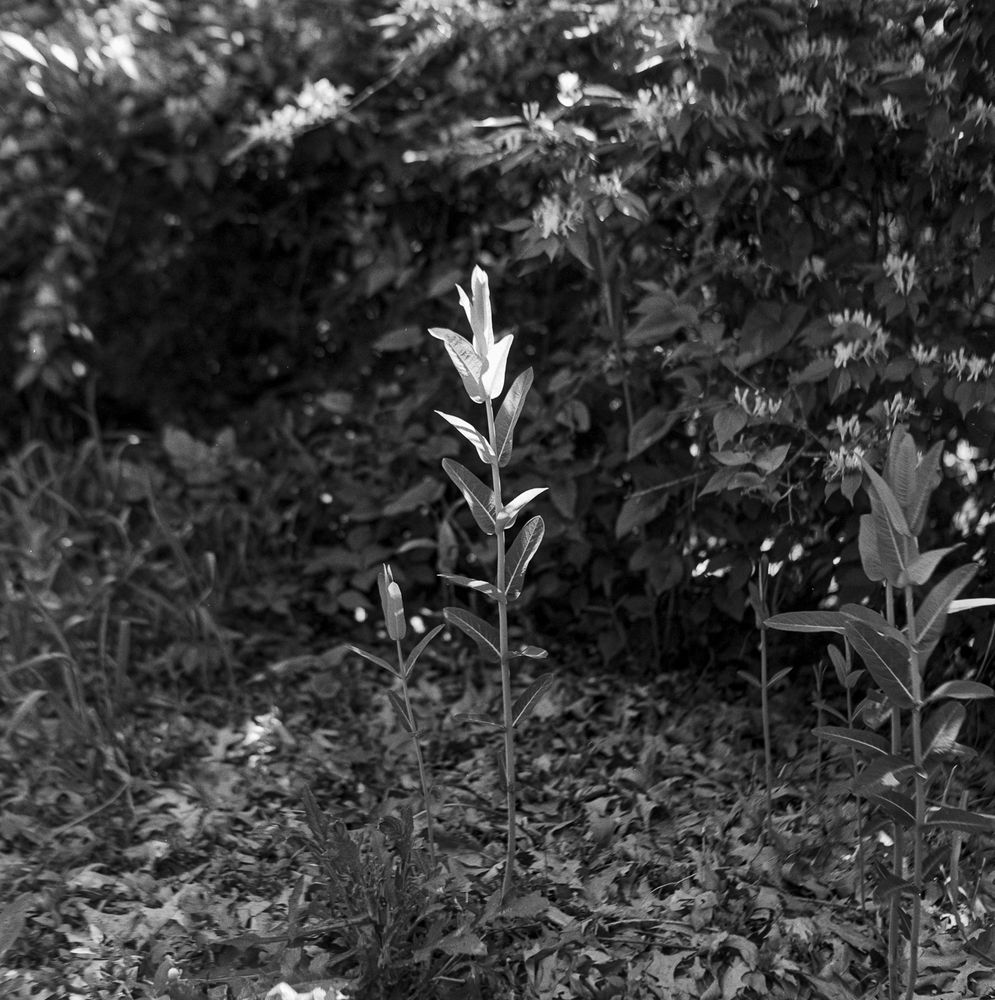 A young milkweed lifts its leaves to the morning light.
