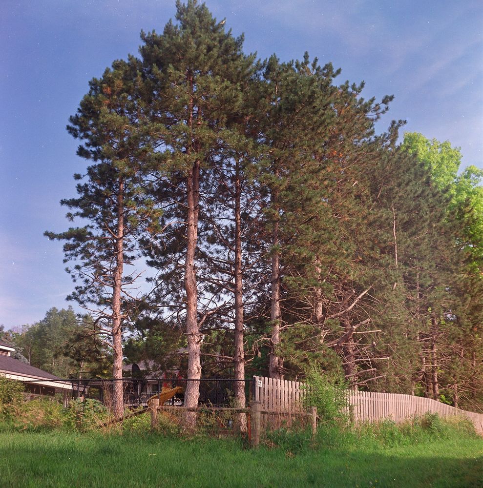 A line of tall pines standing proudly, even though  they have lost 2/3 of their lower foliage. 