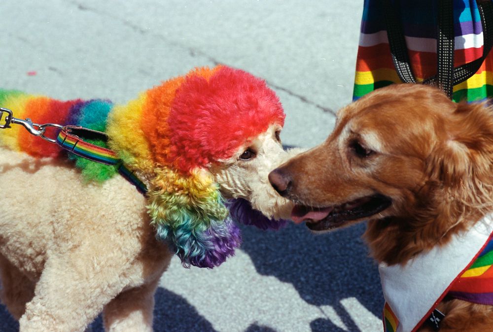 Two dogs sniffing each other. One of them has a head to tail rainbow dye job. His ears alone are striped in yellow, green, blue and purple.