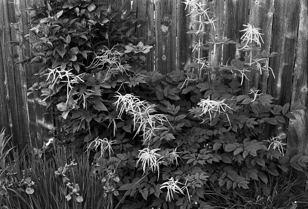 Spidery white tendrils droop over a bushy plant.