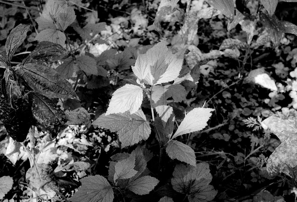 A leaf in sunlight on the forest floor. At its center, a tiny shadow mimics its shape.