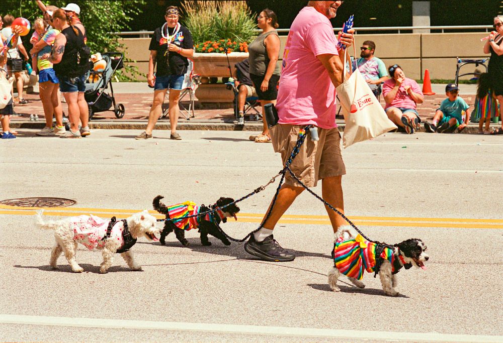 A man in a pink shirt reaches into a bag. He has a 3-part leash clipped to his belt with three little dogs prancing along the parade path.