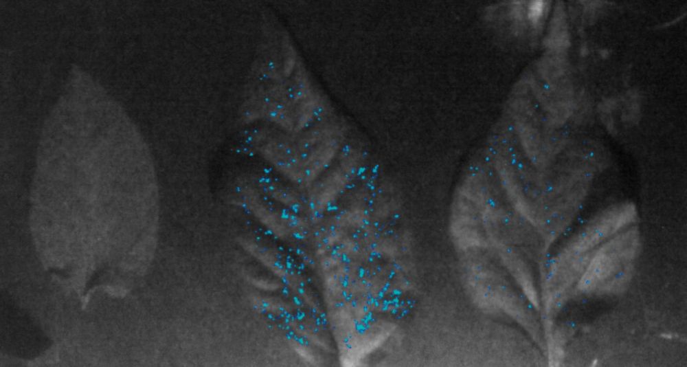 Single photon imaging of three capsicum leaves. Leaf 1 is a control. Leaf 2 and 3 are harboring a bioluminescent bacteria growing under different conditions. 