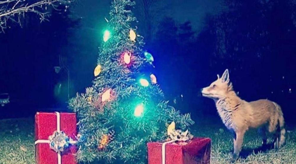 She Set Up A Christmas Tree By Her Wildlife Camera. The Results Are Magical