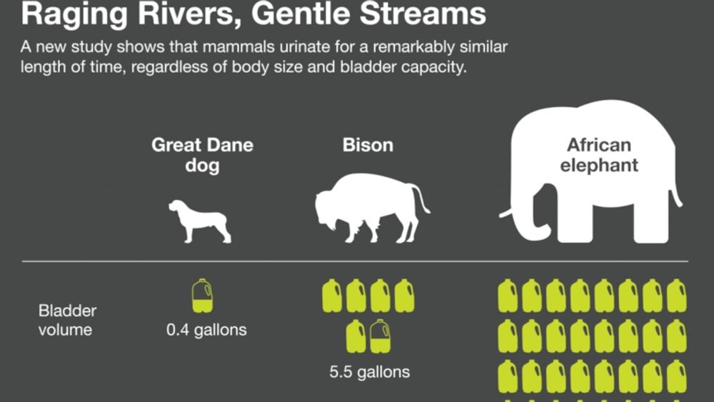 New Law of Urination: Mammals Take 20 Seconds to Pee