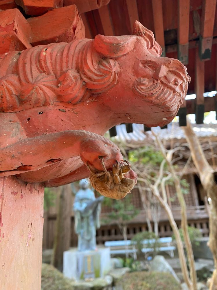 Cicada s molt on a sculpted pillar in a temple 