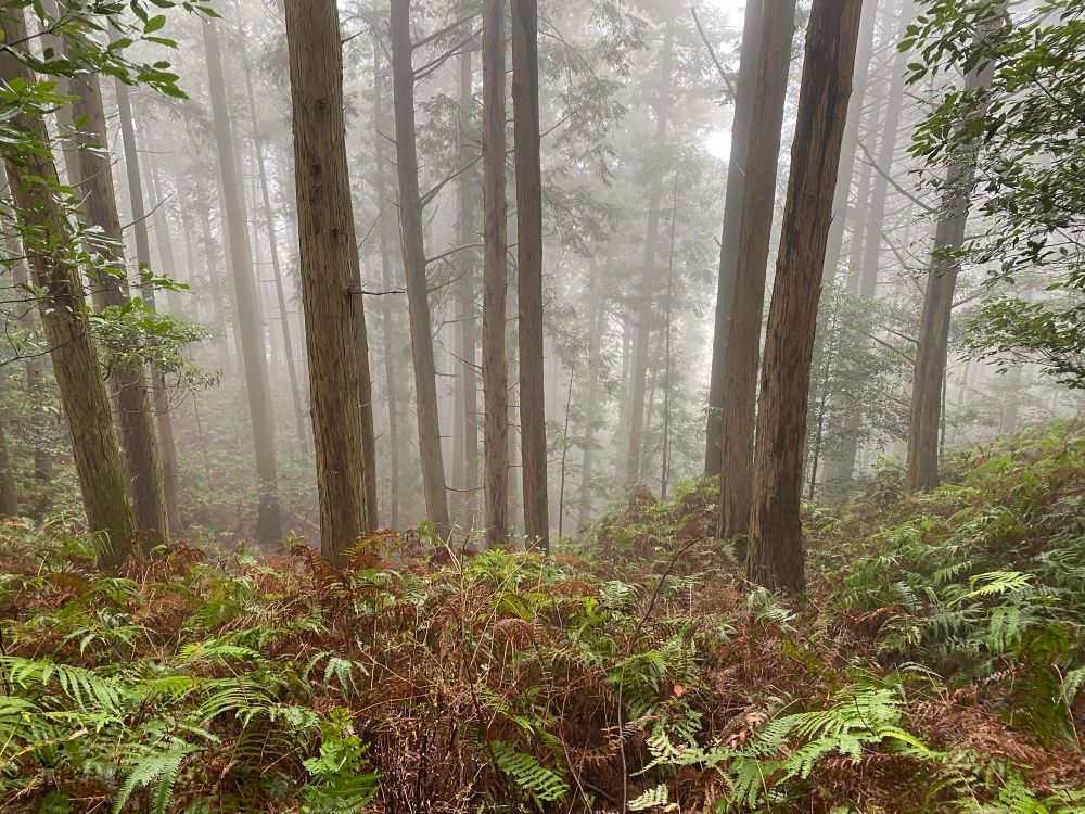 Misty pine forest in Katsuura, Shikoku