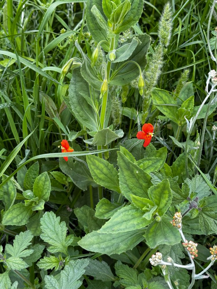 two red blossoms of a cardinal monkeyflower amongst leaves of other plants