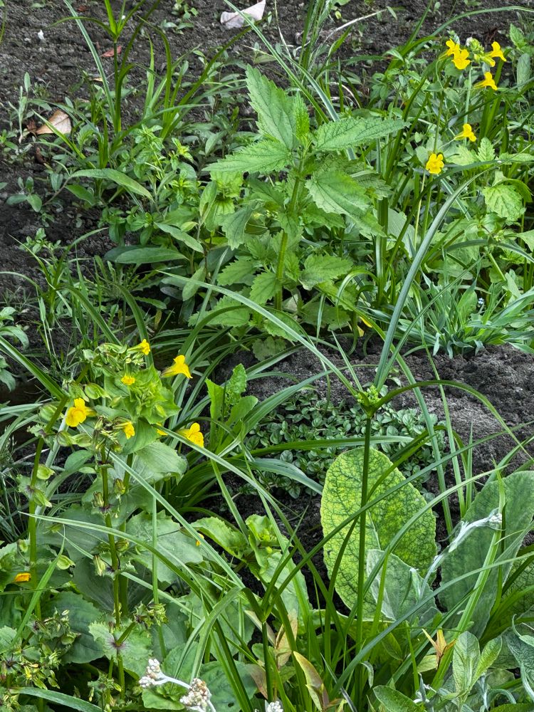 Seep monkeyflower