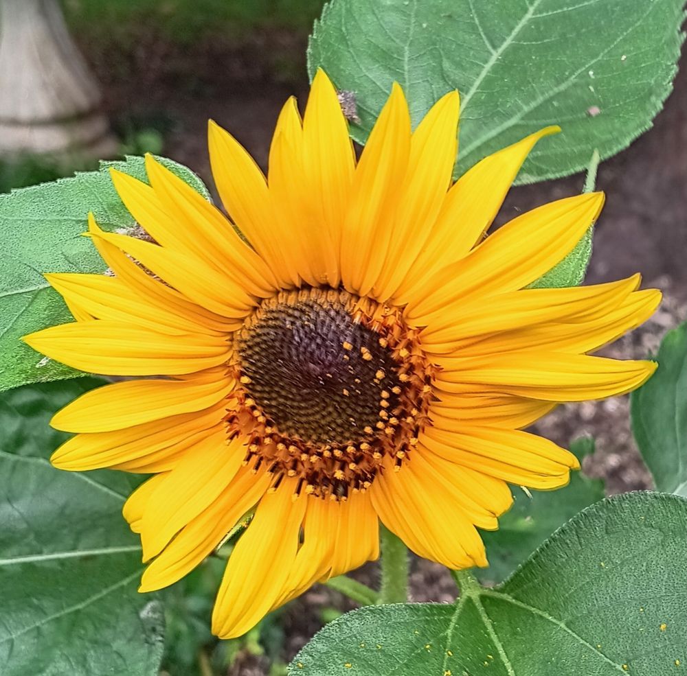 Close up photo of a sunflower.