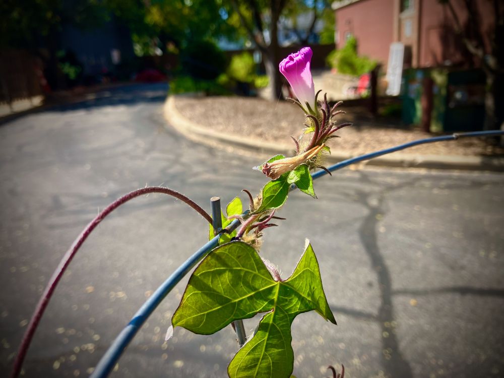 A photo of a purple vine flower a bit past its prime. 