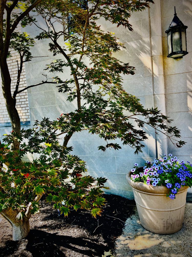 This photo includes a Japanese maple tree, a flower pot with blue flowers, and the front of a church. 