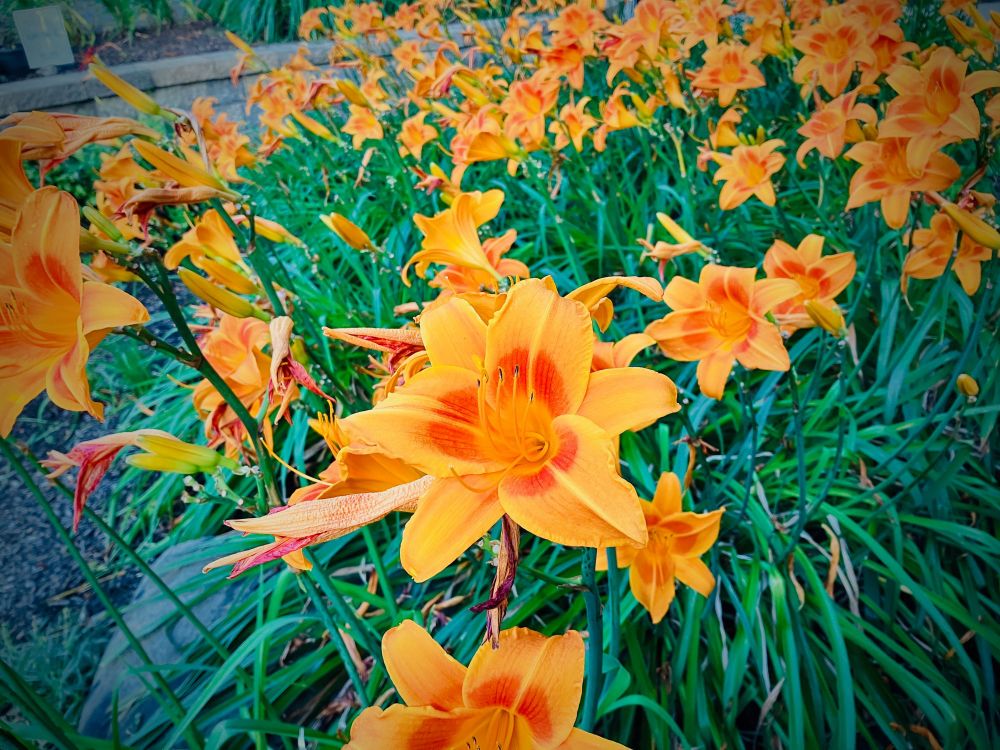 A color photo of dozens of orange lilies. 
