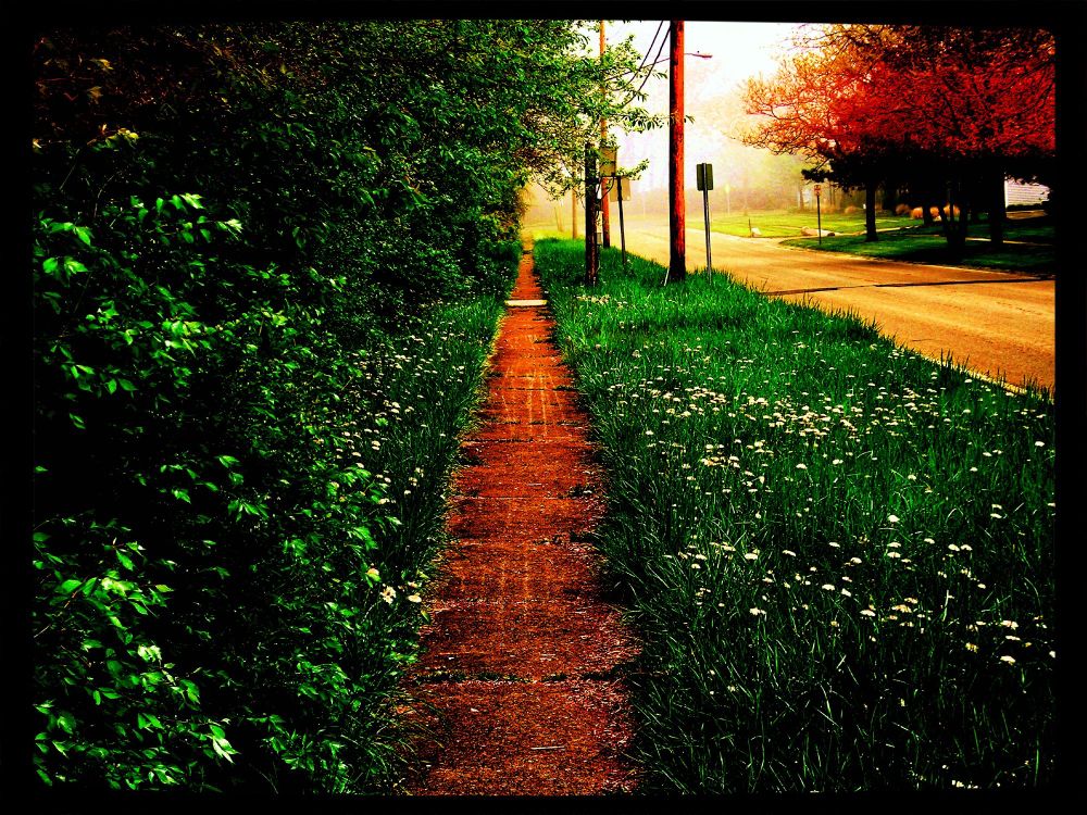 A photo of a sidewalk, overgrown grass and dandelions, and a woods.